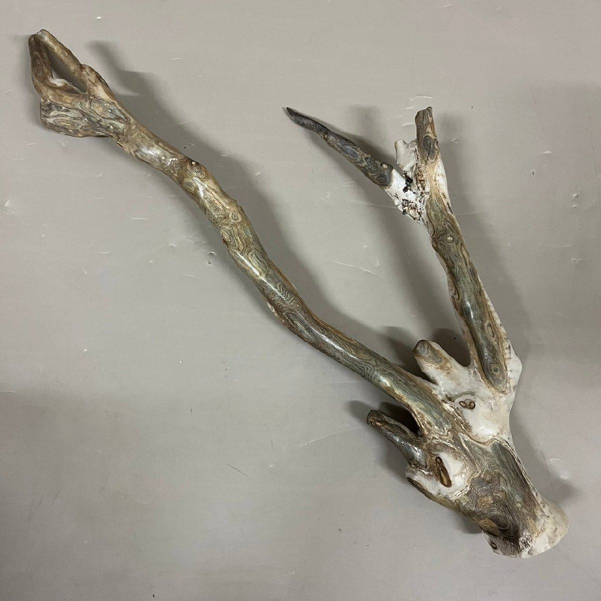 Yahoo!オークション - 海松 深海松 原木 レインボーコーラル 全長約45c