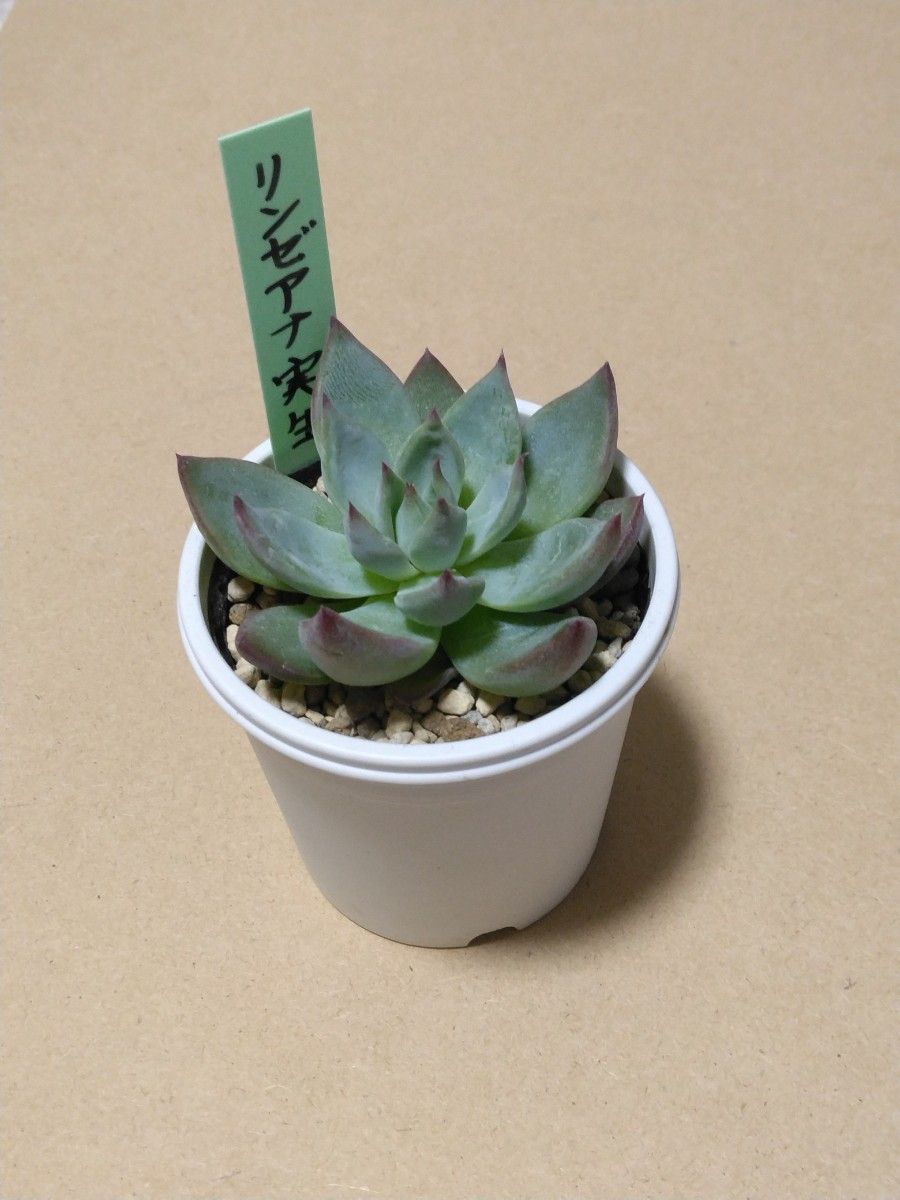 おらいさん苗 リンゼアナ実生【札付き】【希少苗】 【公式通販】