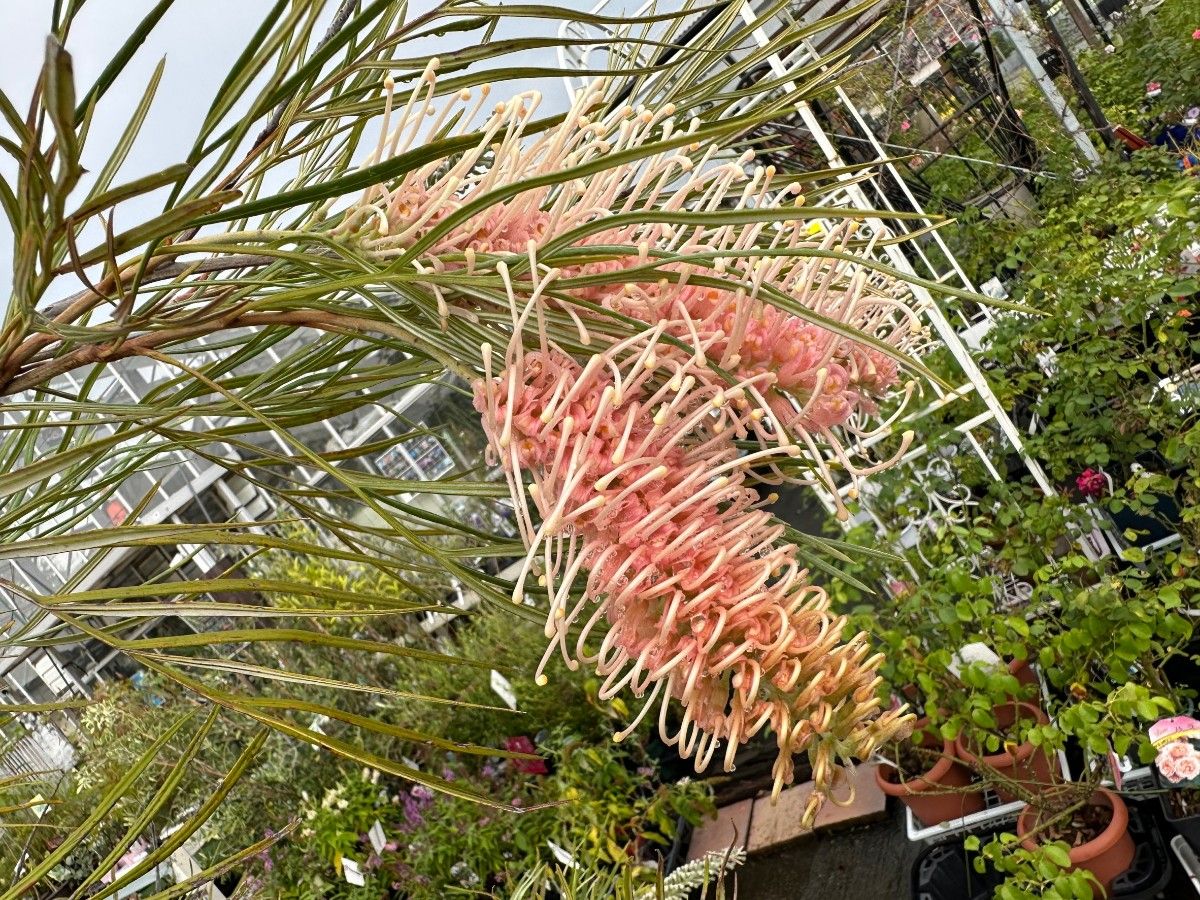 ⑥超希少グレビレア ピンクサプライズ高さ140cm大株｜Yahoo!フリマ（旧