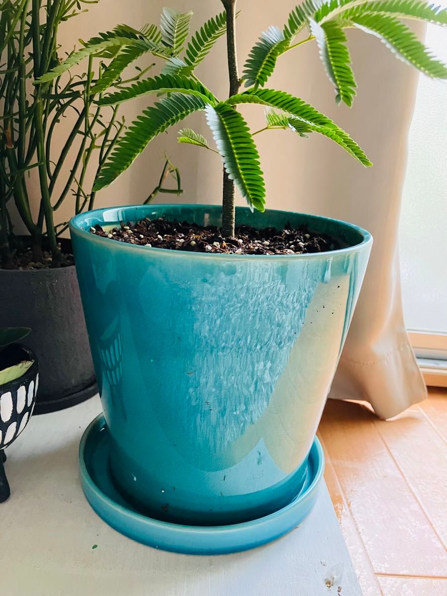 観葉植物 エバーフレッシュ 陶器鉢 受け皿付き シダ植物 風水｜Yahoo