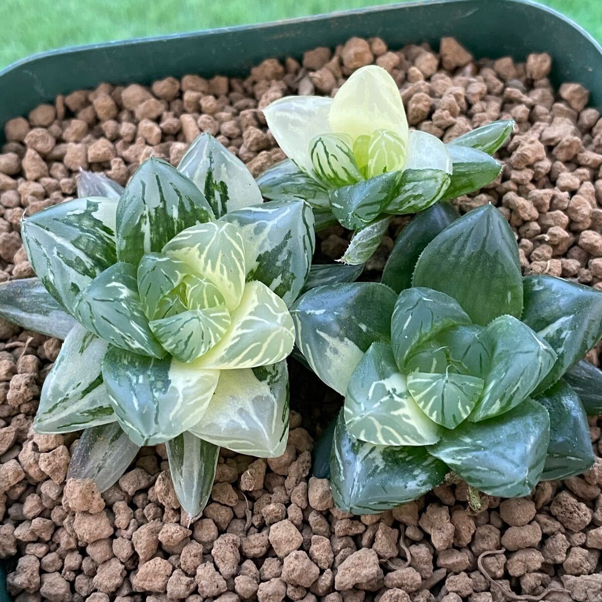 ハオルチア ラブハート錦 極上斑 ≧∇≦）多肉植物 ハオルチア