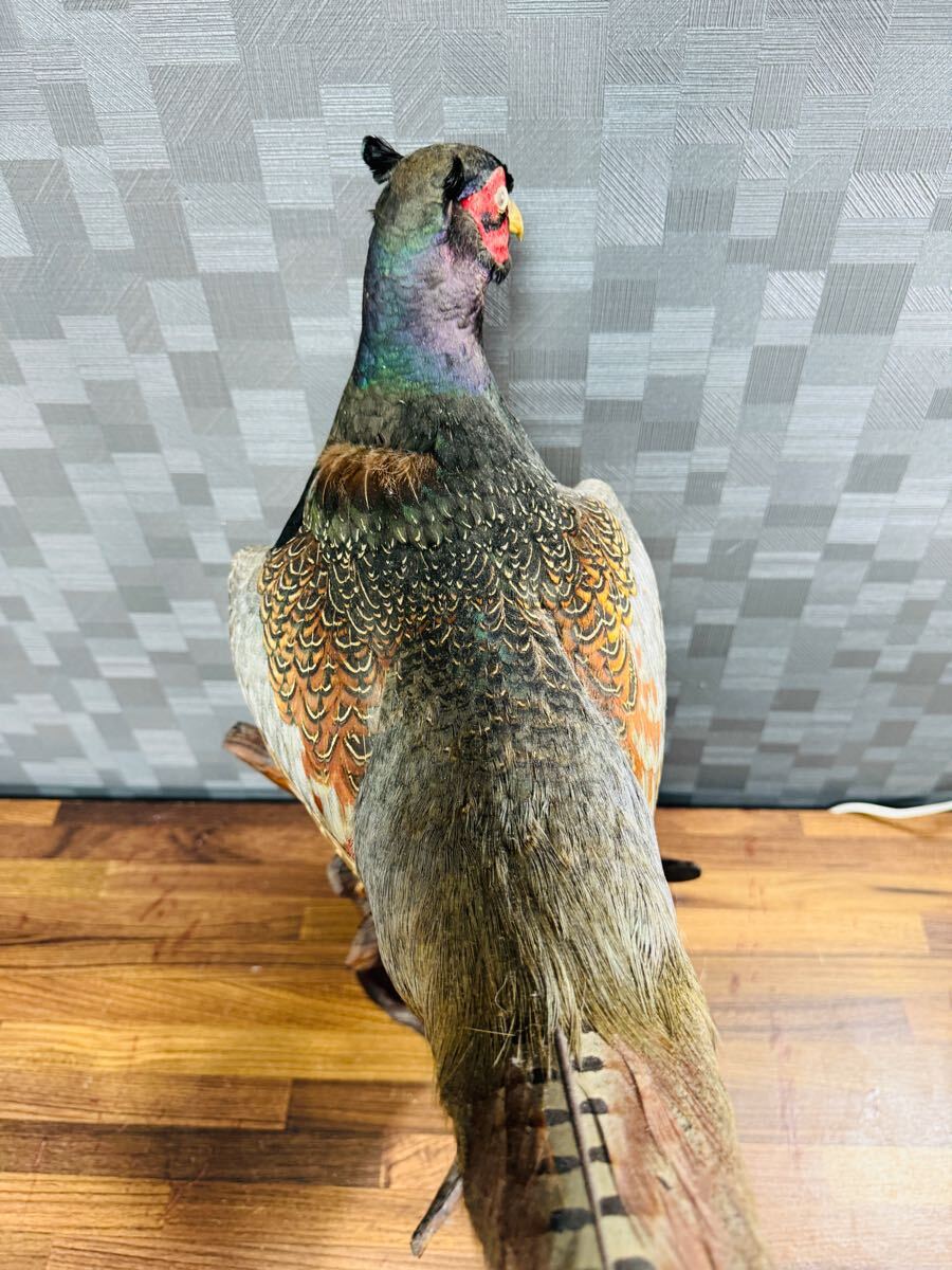雉 キジ 剥製 置き物 飾り物 昭和レトロ 鳥 軽量 室内｜Yahoo!フリマ