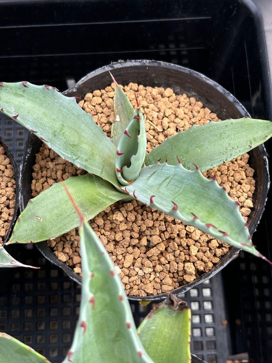 アガベ チタノタ 白妖 精選優良血統 TC子株 強棘 狂棘 希少種高級品種