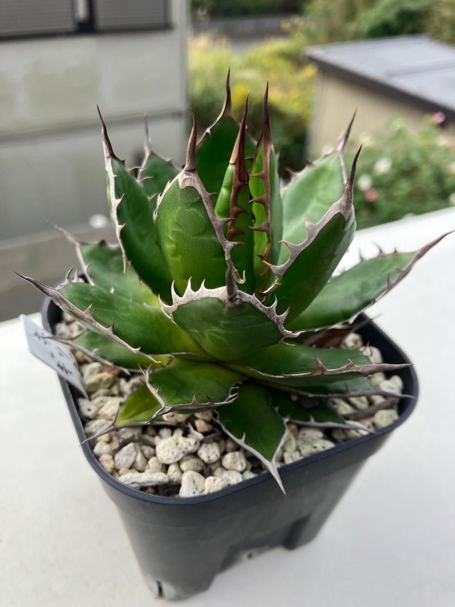 アガベ ホリダ ギルベイ 多肉植物 観葉植物 強棘 ドワーフ コンパクト