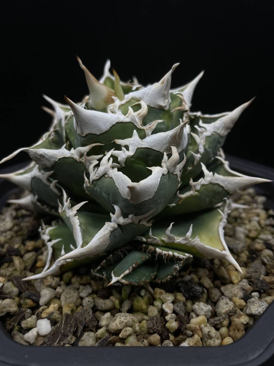 Yahoo!オークション - 【 IVORY ”W.A”】アガベ チノタノ 希少 子株①