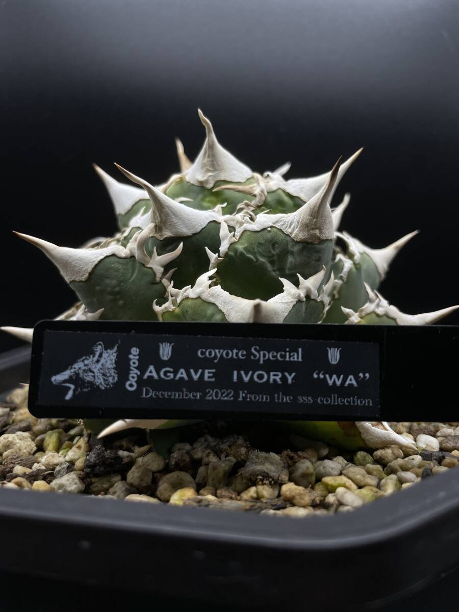 Yahoo!オークション - 【 IVORY ”W.A”】アガベ チノタノ 希少 子株②