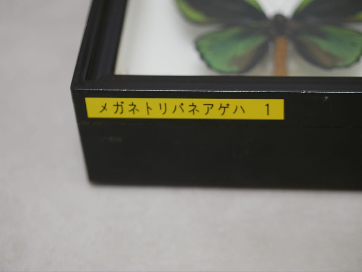 蝶標本 アカメガネトリバネアゲハ 産地別コレクション 研究用 大型