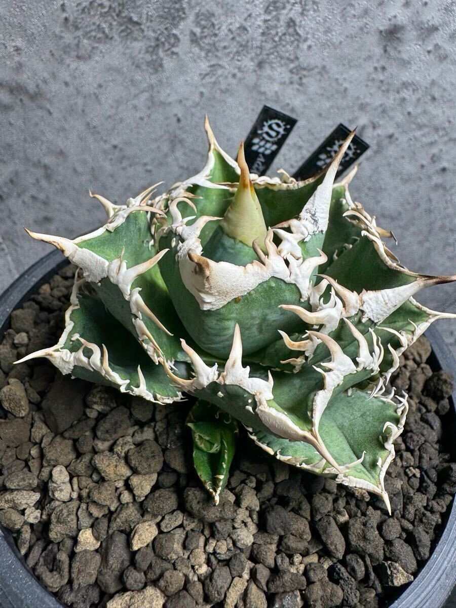 Agave titanota 大白鯊（ホホジロザメ）子株 親株写真あり 未発根①