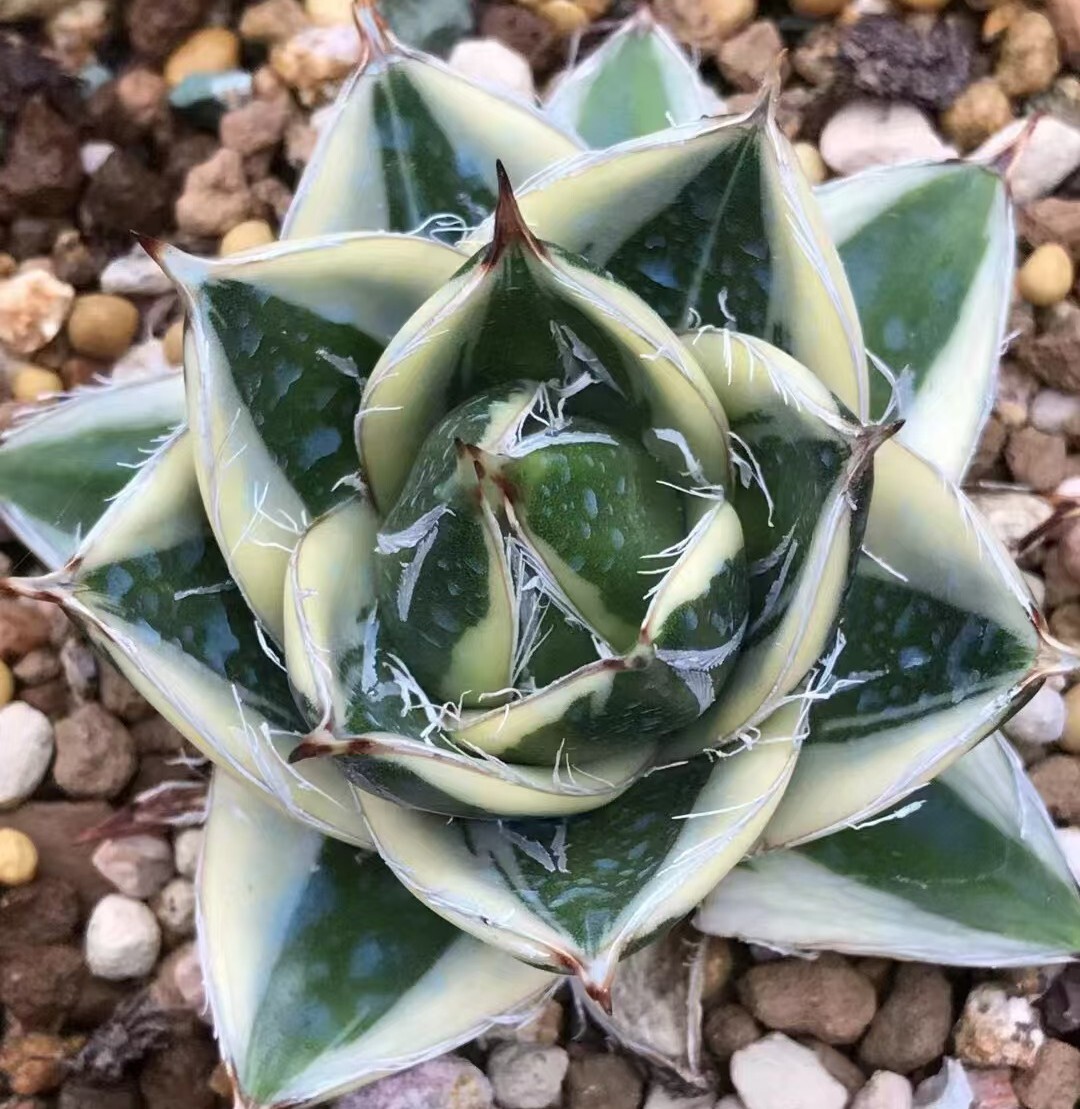 Yahoo!オークション - 1629アガベ ピンキー 王妃笹の雪A型白覆輪 Agave