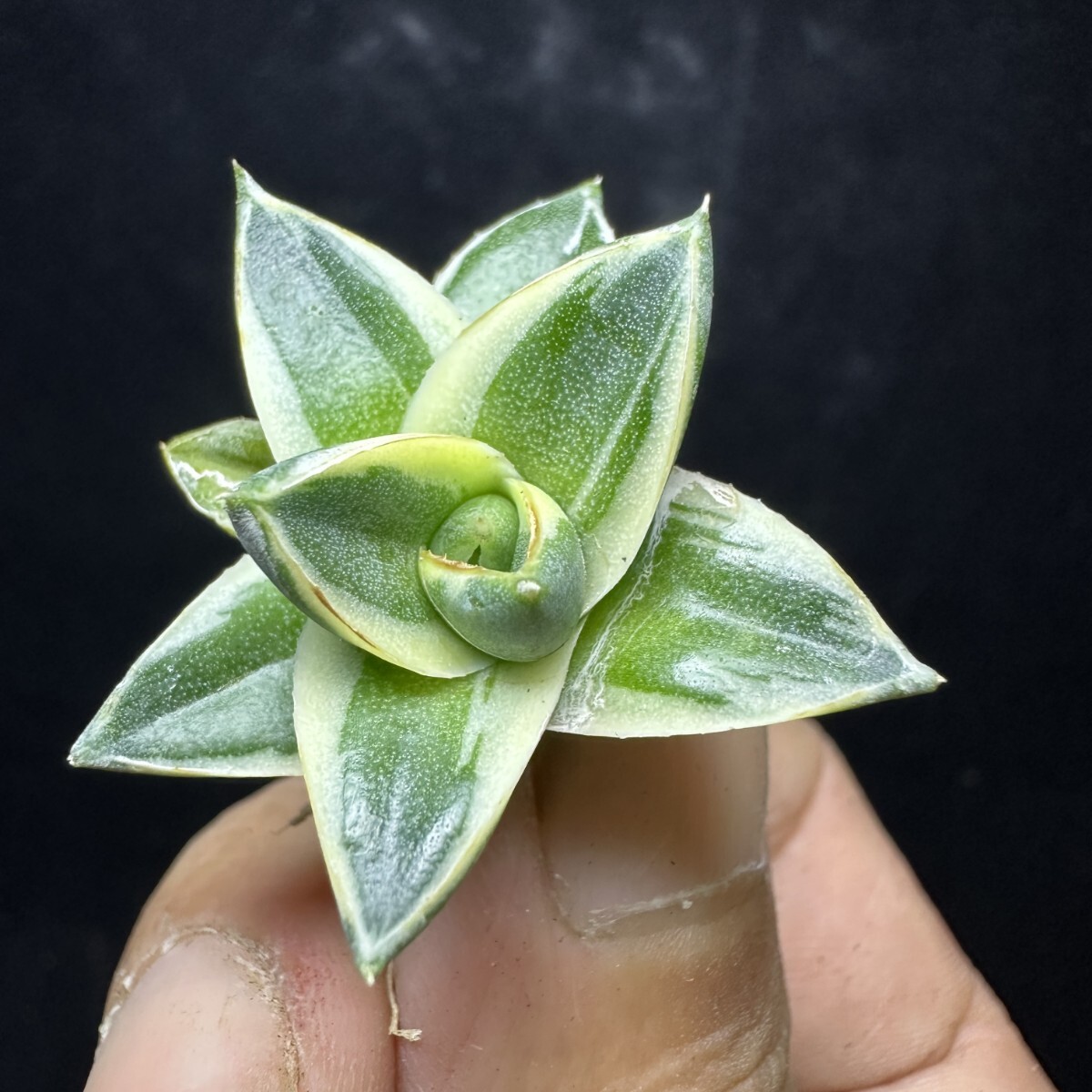 Yahoo!オークション - 1629アガベ ピンキー 王妃笹の雪A型白覆輪 Agave