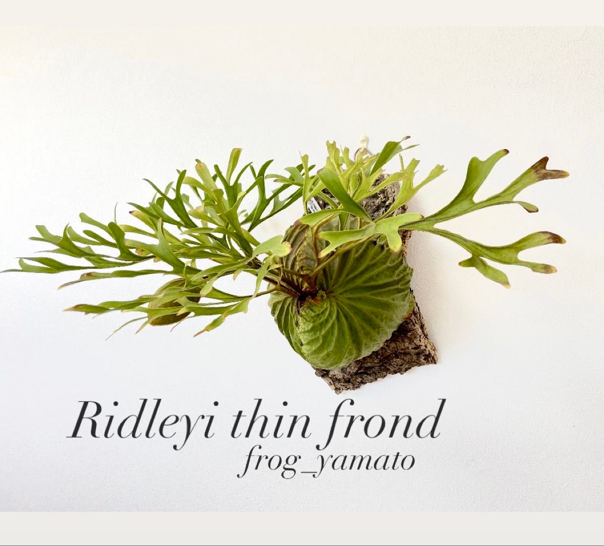 リドレイ 細葉 ridleyi thin frond 胞子撒き spore スポア 株コウモリ