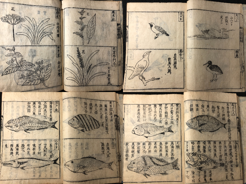 自然へのあついまなざし―18世紀 | 描かれた動物・植物 : 江戸時代