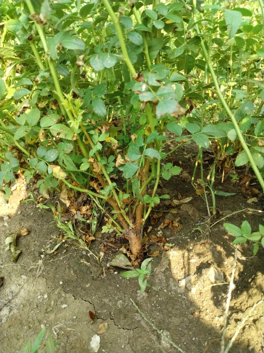 Yahoo!オークション - バラ苗 接ぎ木用台木 10本