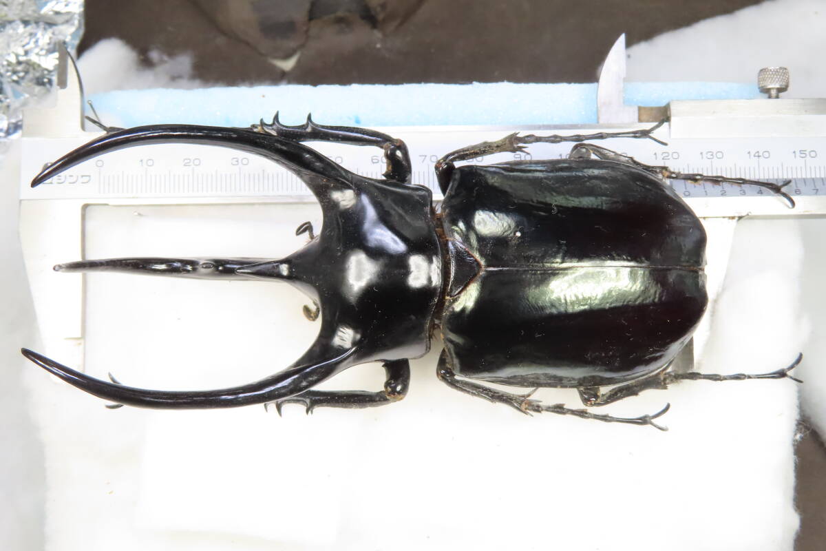 Yahoo!オークション - 【虫研】 特大 スマトラコーカサス124㎜ コーカ