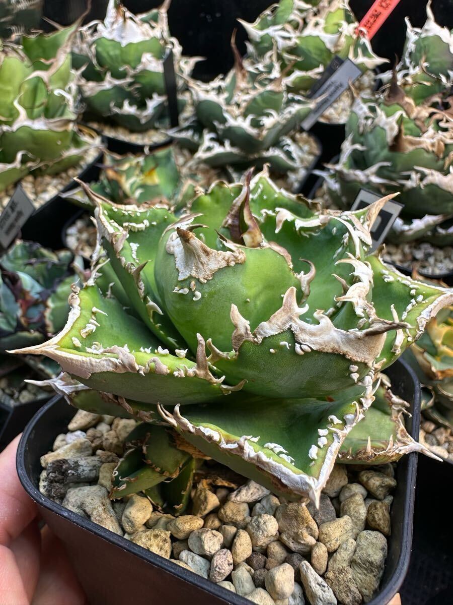 秘蔵 チタノタ「スーパー麻花」超ブツブツ SUPER MaHua 超短葉 秘蔵