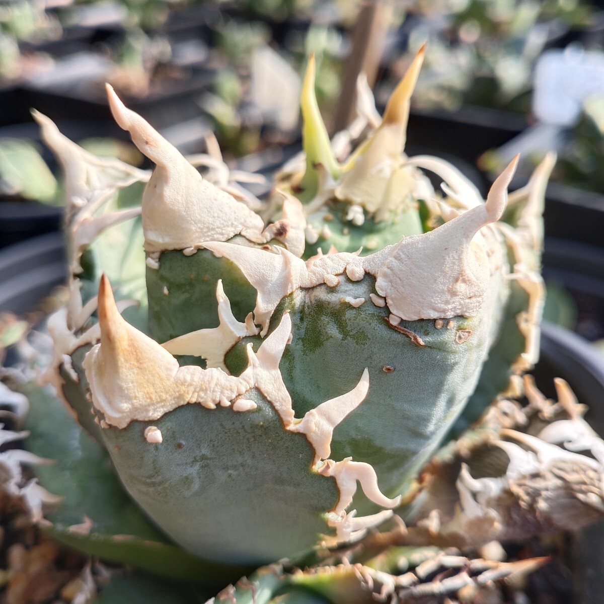 Yahoo!オークション - 1798アガベ ホオジロザメ 大白鯊 agave titanota
