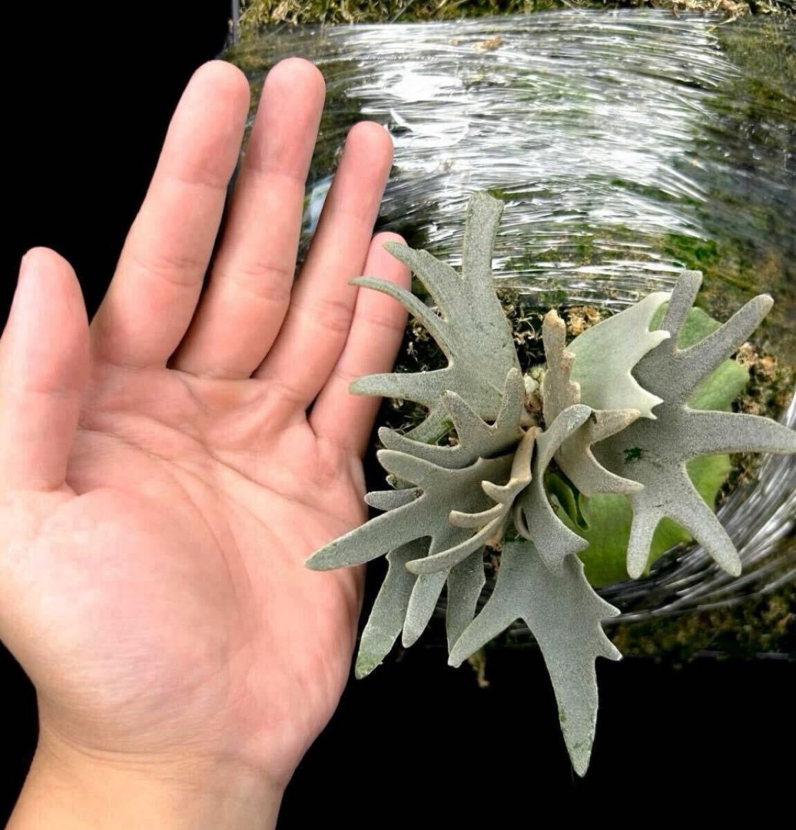 Yahoo!オークション - P.willinckii Linea 流線 (HHR) （P.willinckii