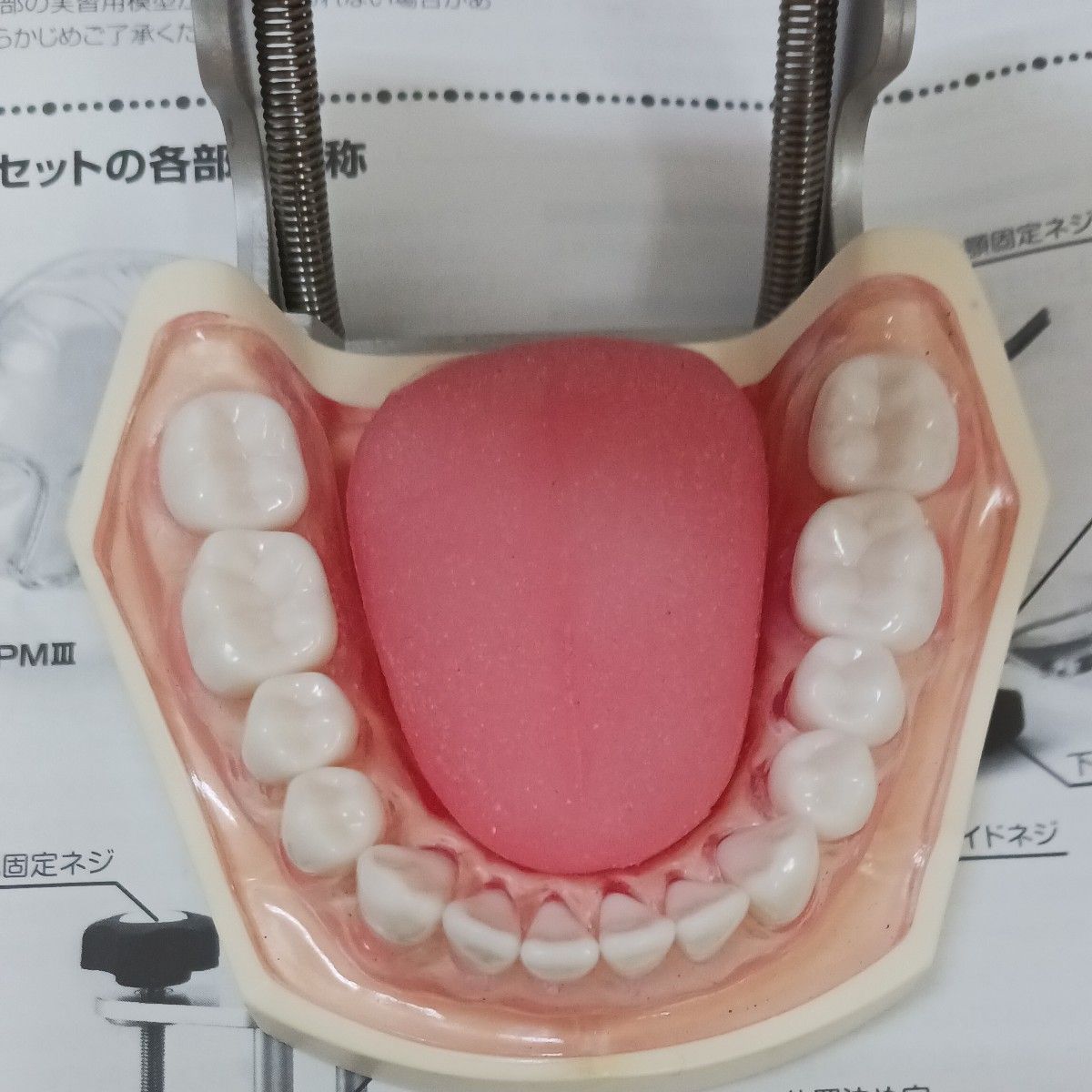 R7 0430 ① 歯科器具機器 顎 模型 技工 歯牙 見本 サンプル診療練習