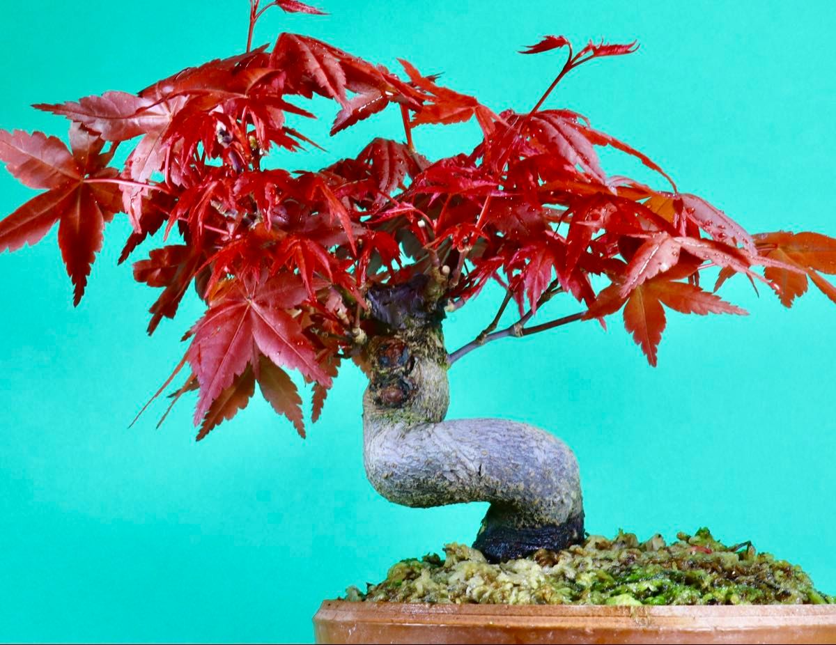 デショウジョウもみじ 出猩々もみじ 小品盆栽 紅葉｜Yahoo!フリマ（旧