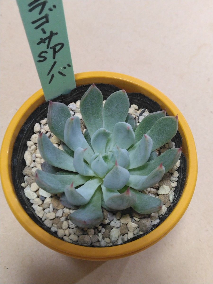 ゆきのん 速達！ ‼︎レア苗‼︎ ザラゴーサspノバ カキコ 多肉植物 お
