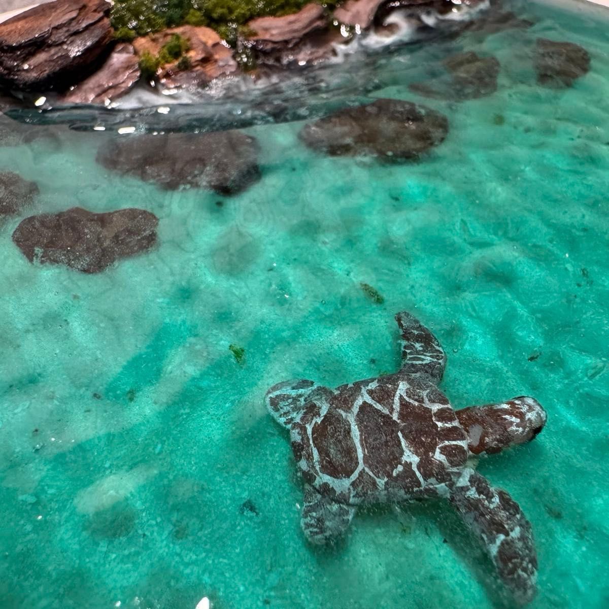 ウミガメ】 レジンアート オーシャンアート ホヌ 沖縄 海 レジン