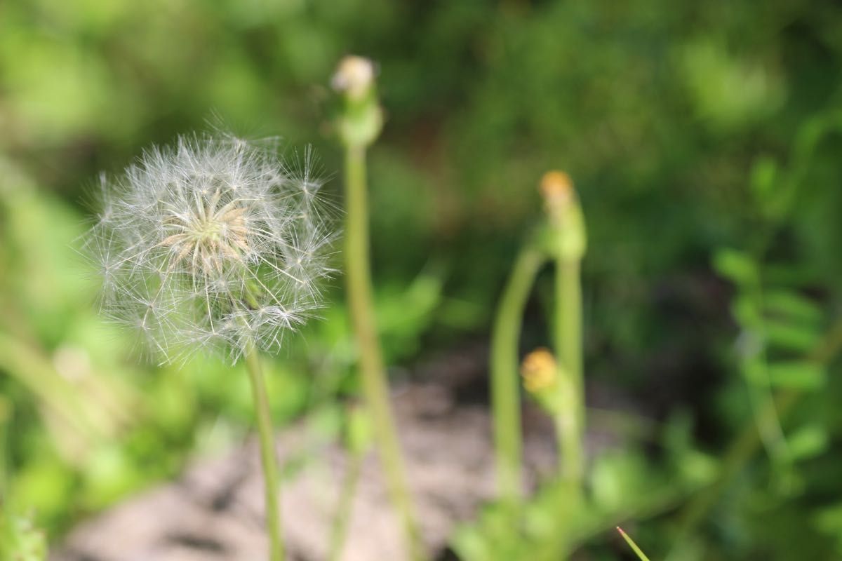 ショット数わずか Canon X7白ボディ USMズーム＋説明書・CD・保護付き