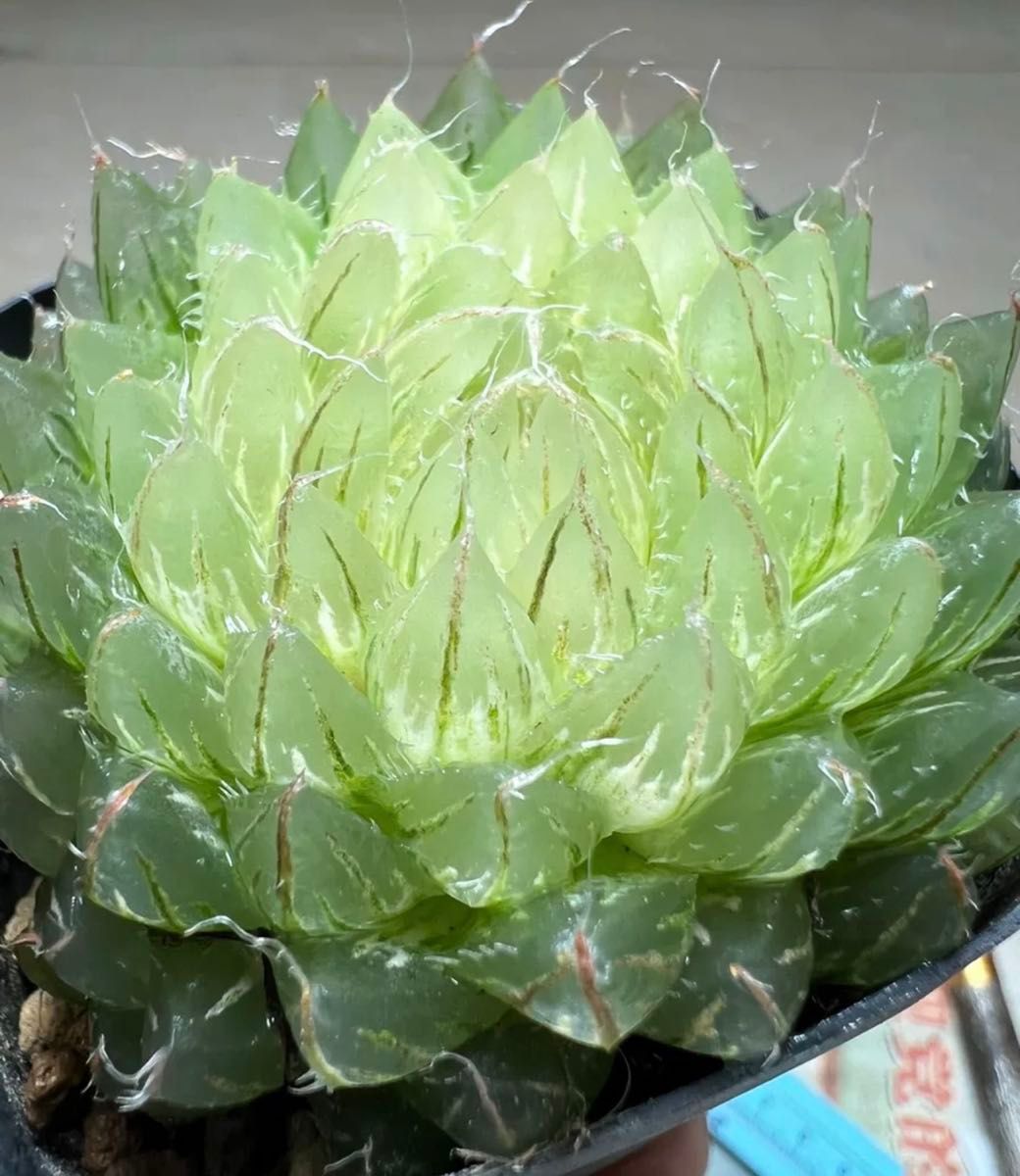 多肉植物 ハオルチア 翠雲 変異型エメラルドLED 自家繁殖 糊斑｜Yahoo
