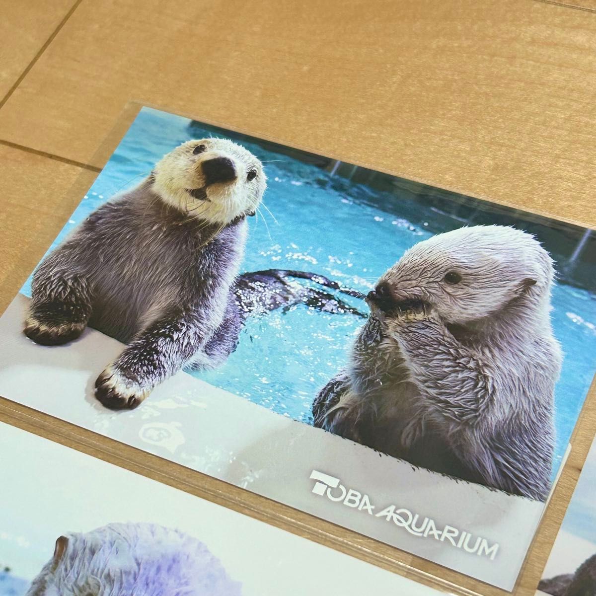 新品 未使用 鳥羽水族館 メイちゃん キラちゃん メイキラ ラッコ