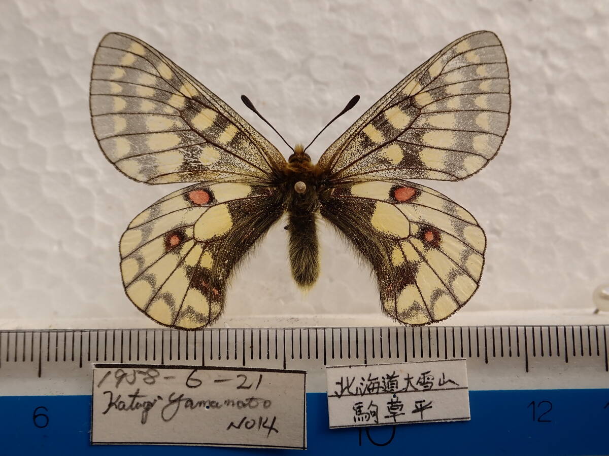 規制前採集品 大雪山 ウスバキチョウ ♂A級品 規制前採集品 大雪山