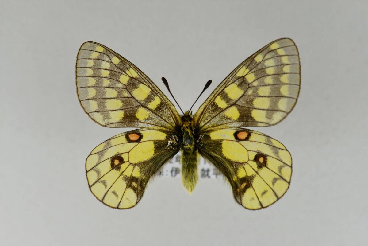 規制前採集品 大雪山 ウスバキチョウ ♂A級品 規制前採集品 大雪山