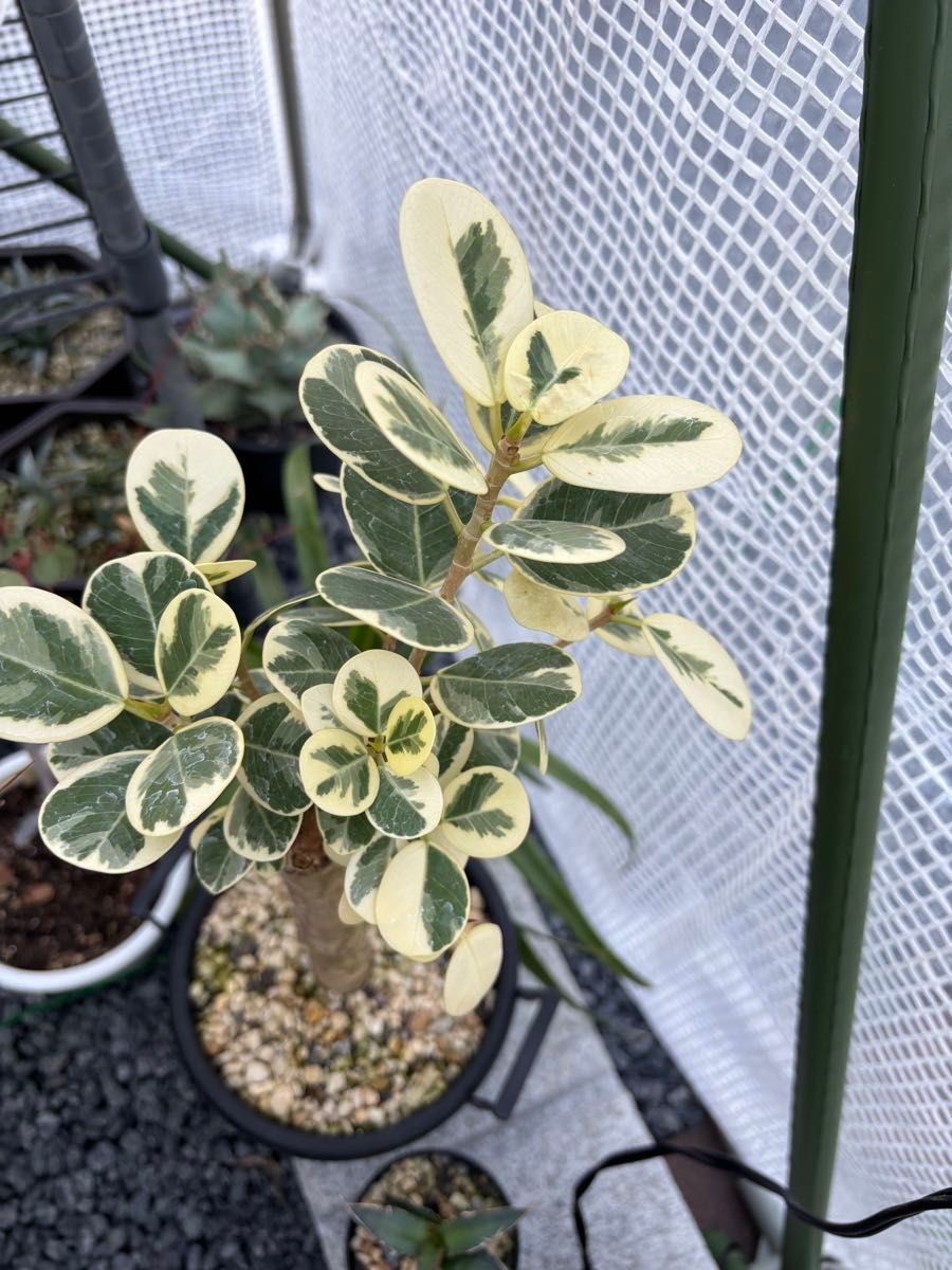 希少】ドワーフタイプ パンダガジュマル 斑入り 超絶レア 刺し木用