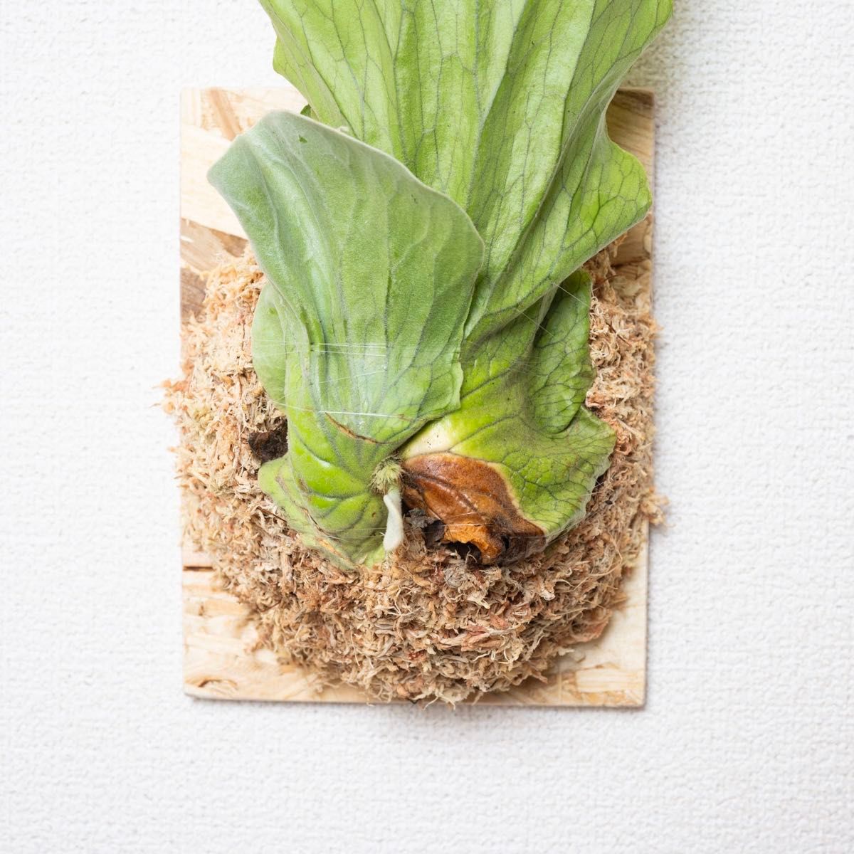 ビカクシダ エレファントティス アンゴレンセ 板付け i｜Yahoo!フリマ