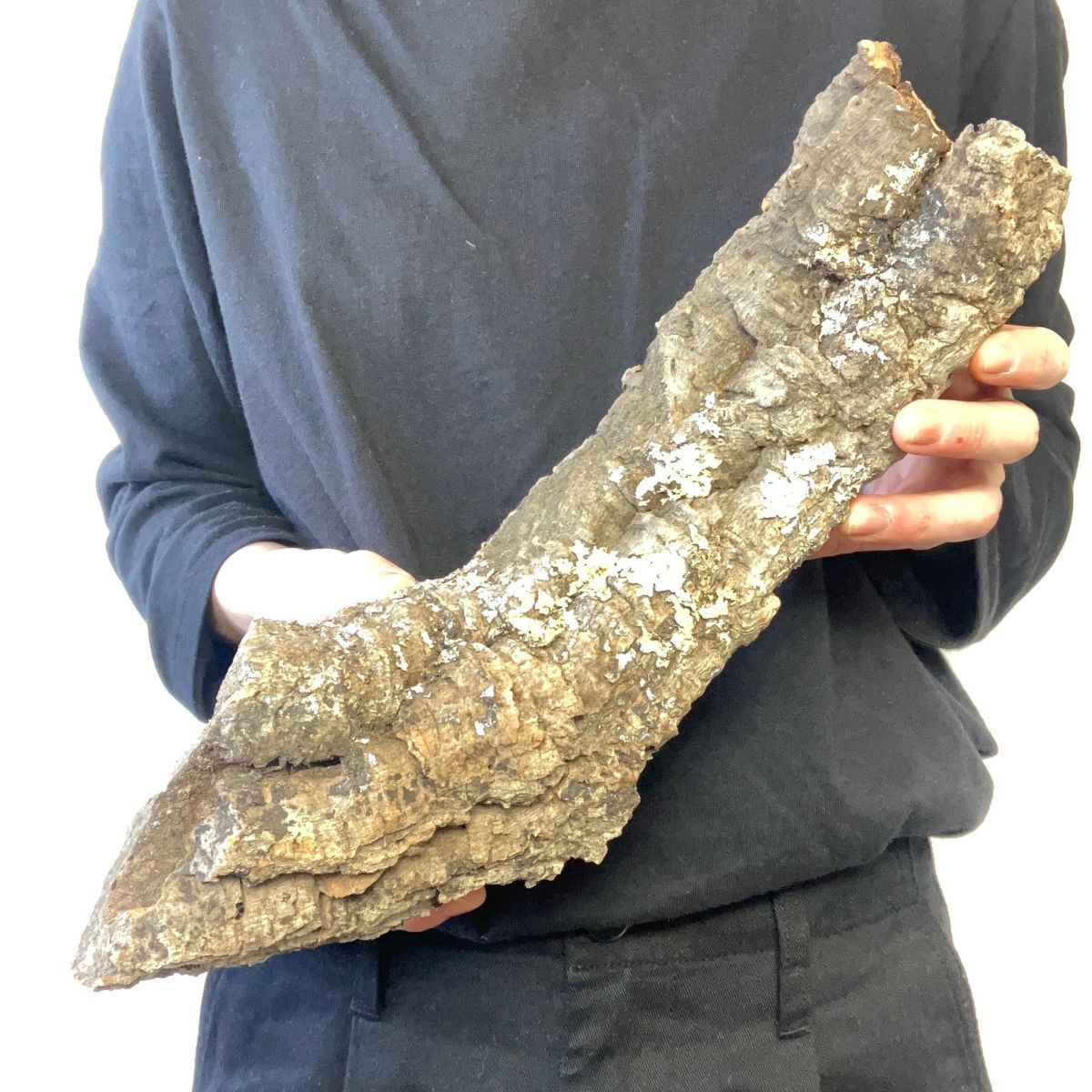 ポルトガル産コルク樹皮PL-102-10LL ポルトガル産コルク樹皮PL-102