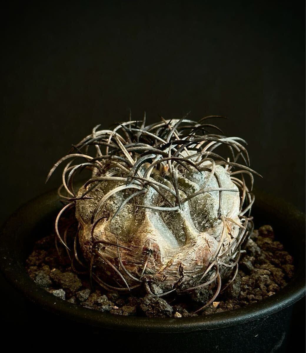 Yahoo!オークション - 現地球 カキコ 山木 コピアポア グリセオビオラ