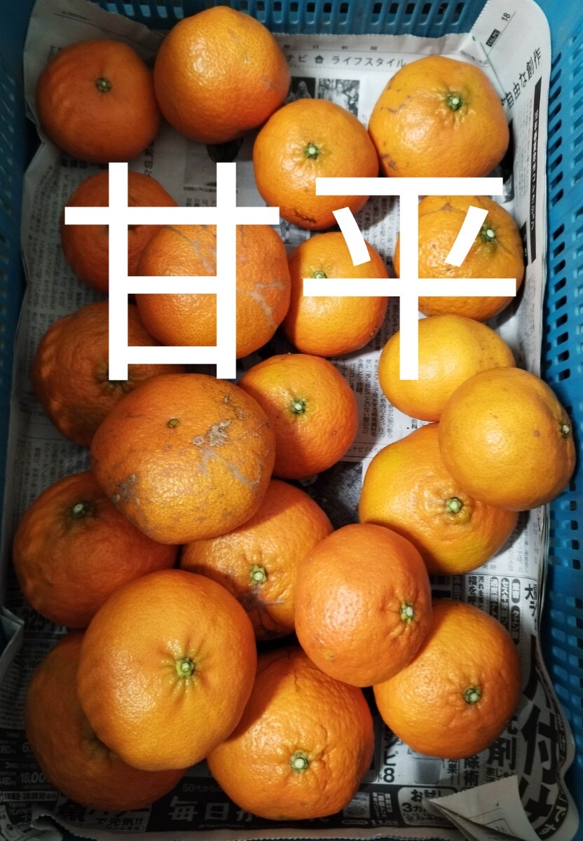 Yahoo!オークション - 訳あり 甘平 10kg箱込 送料無料