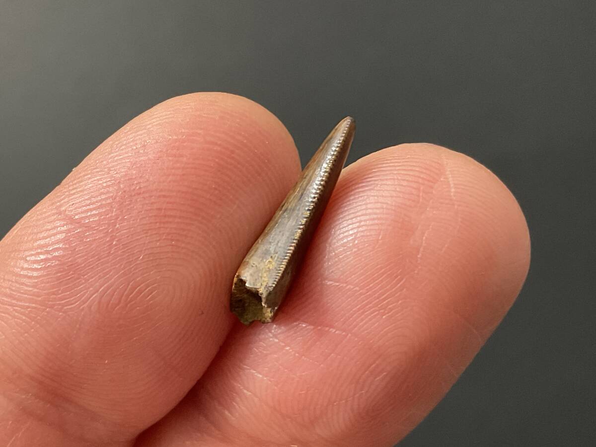 恐竜 歯 化石 ティラノサウルス [DS410] 恐竜の歯 恐竜の化石 牙 希少