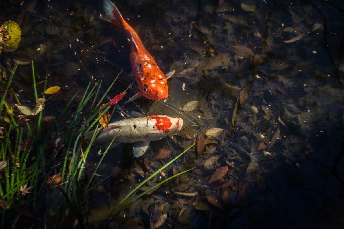 送料無料 分解清掃済み Helios-44-2 58mm f2 ヘリオス44-2 M42マウント