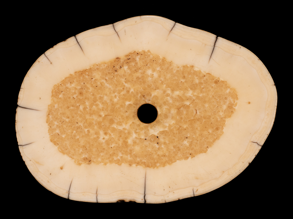 セイウチ牙 海象牙 天然素材 栓抜き 送料無料 セイウチ牙 海象牙 天然