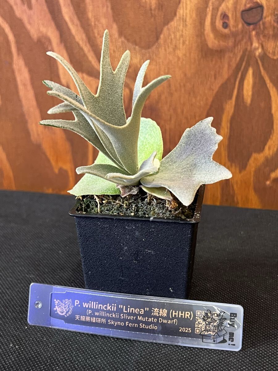 Yahoo!オークション - P.willinckii Linea 流線 (HHR) （P.willinckii