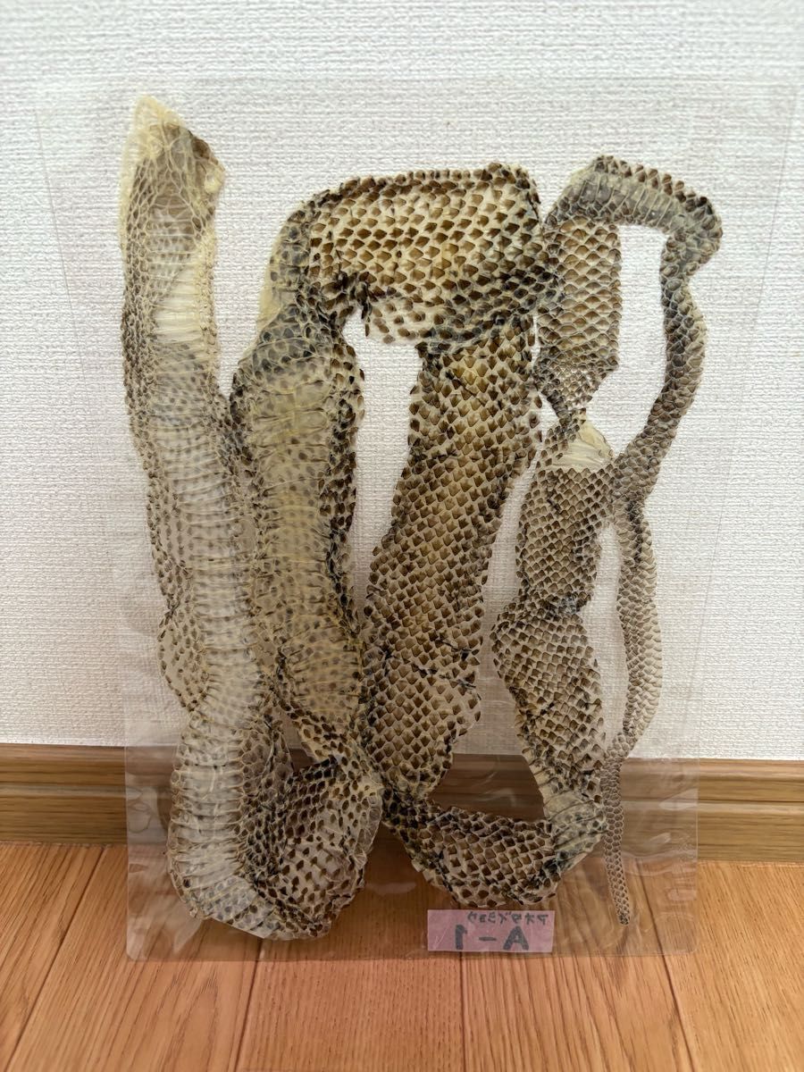 蛇の抜け殻 【8/19に脱皮しました】アオダイショウ 北海道エゾブルー