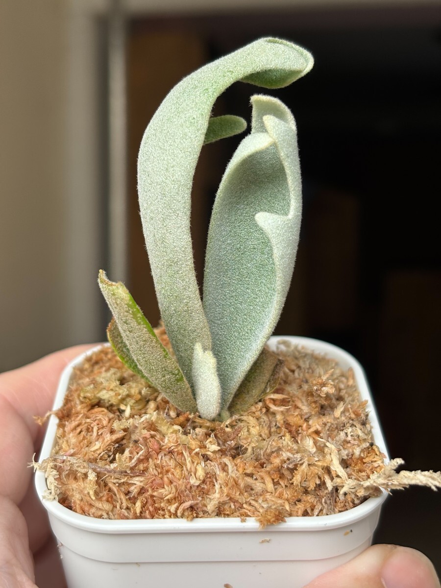 A83 P.Willinckii 'Tiara' sporeling HHR 黄さんのサイン入りタグ レア