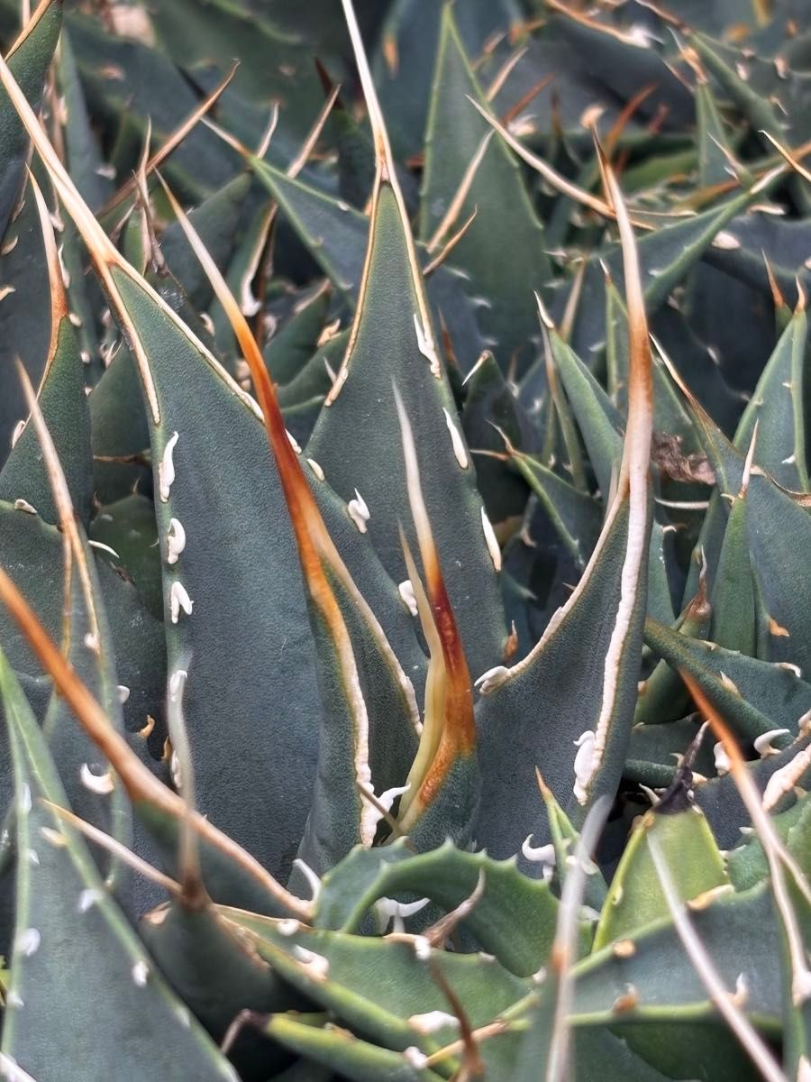 実生2年目】アガベ ユタエンシス エボリスピナ｜実生子株｜Yahoo