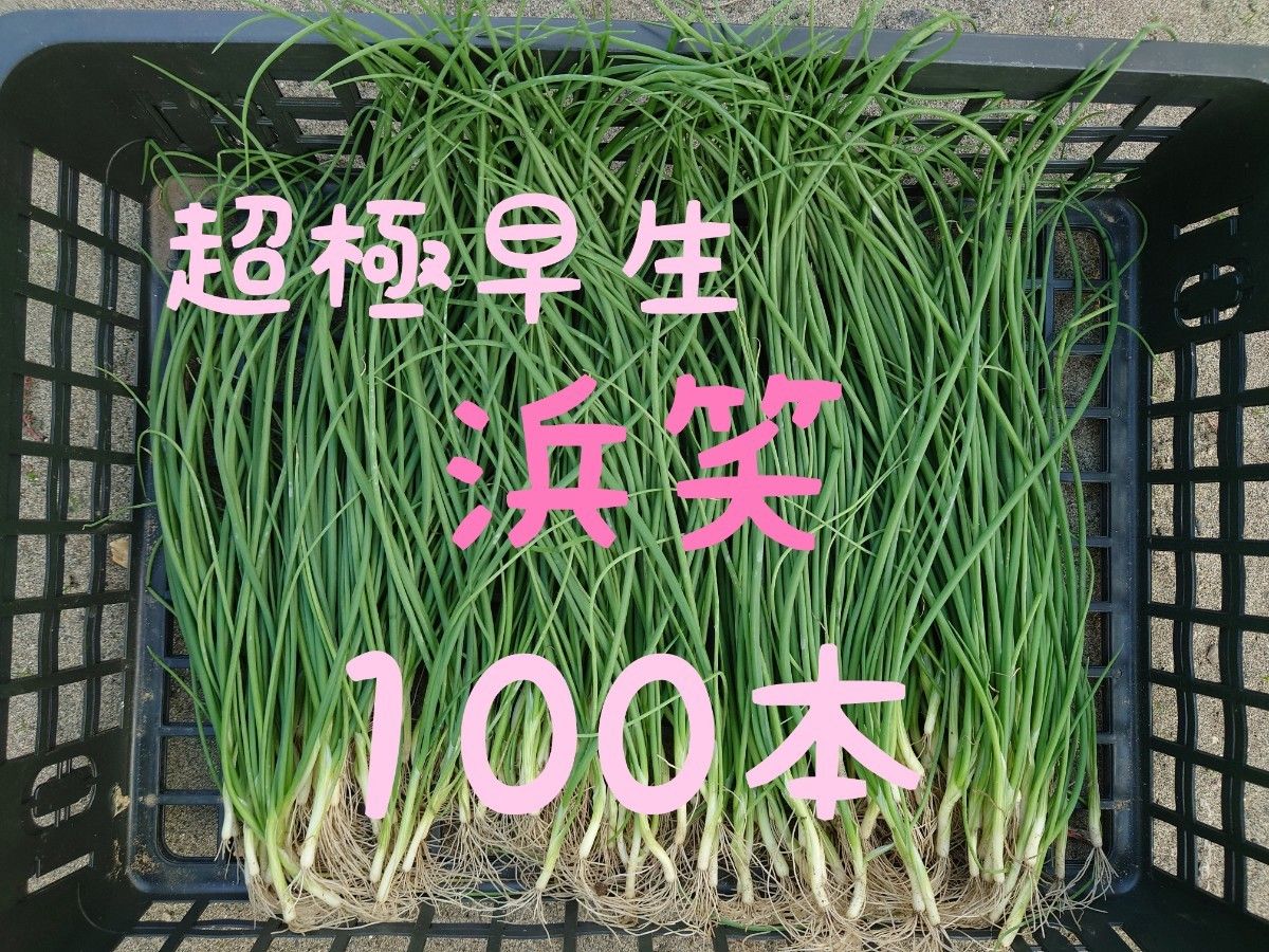 玉ねぎ苗【超極早生品種 浜笑100本】【野菜苗】【玉葱苗】｜Yahoo