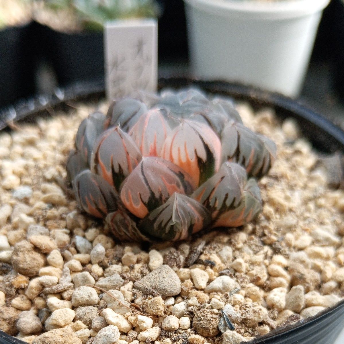 ハオルチア オブツーサ錦 水中月 2苗(カット苗)多肉植物｜Yahoo