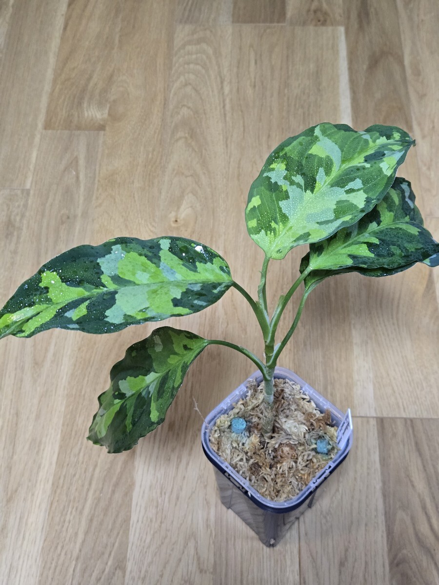 Yahoo!オークション - LA便 アグラオネマ ピクタム Aglaonema pictum Z