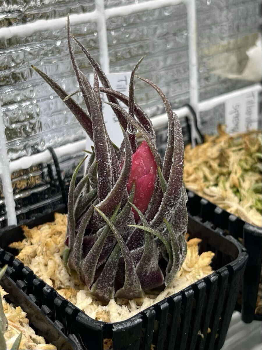 Tillandsia sprengeliana Purple Leaf チランジア スプレンゲリアナ