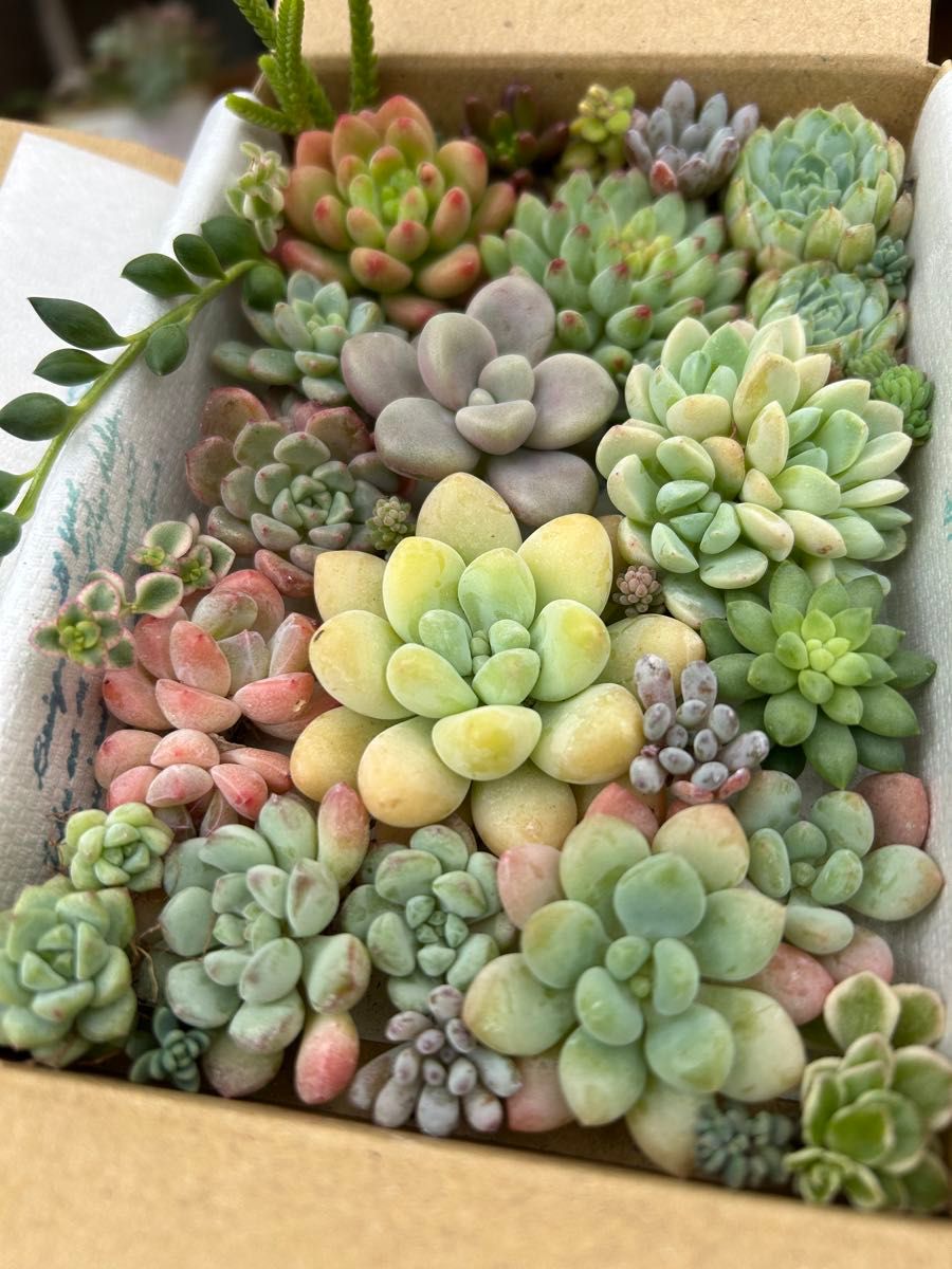 多肉植物 コロコロつぶつぶ 詰め合わせセット(同梱可)｜Yahoo!フリマ