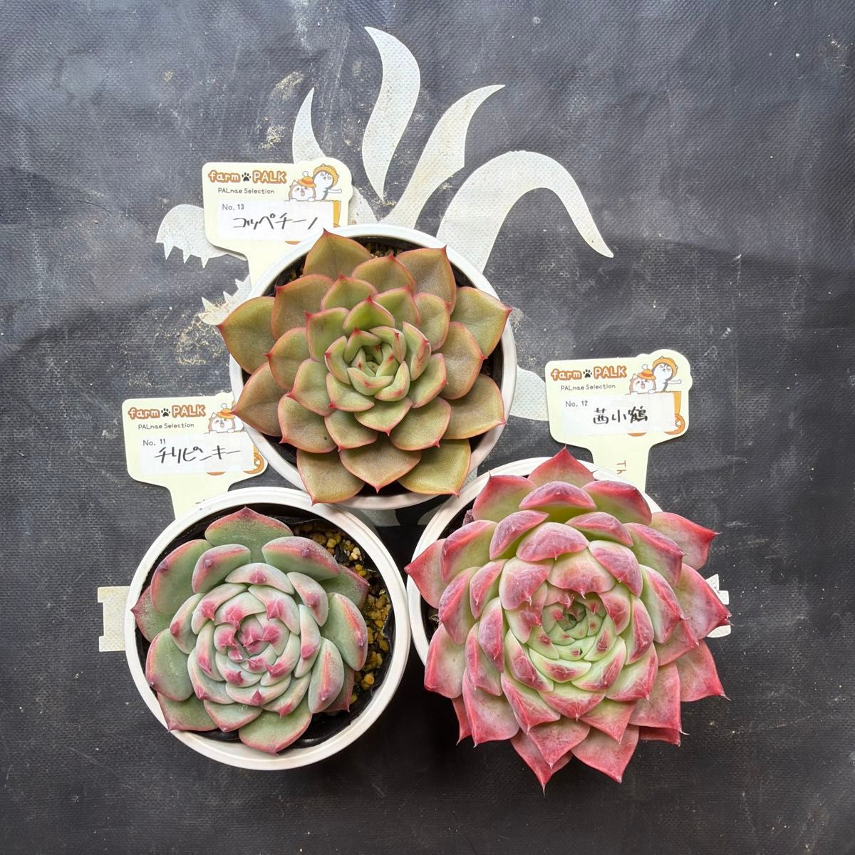 ファームパルクさん苗 命名株 チリピンキー 茜小鶴 コッペチーノ 札