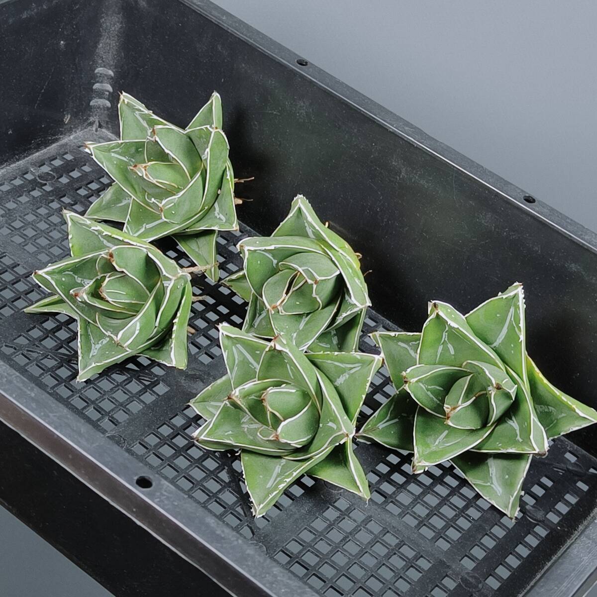 人気 【龍園觀】No.W121 特選 アガベ 笹の雪 スーパーワイド 桃太郎 極上株