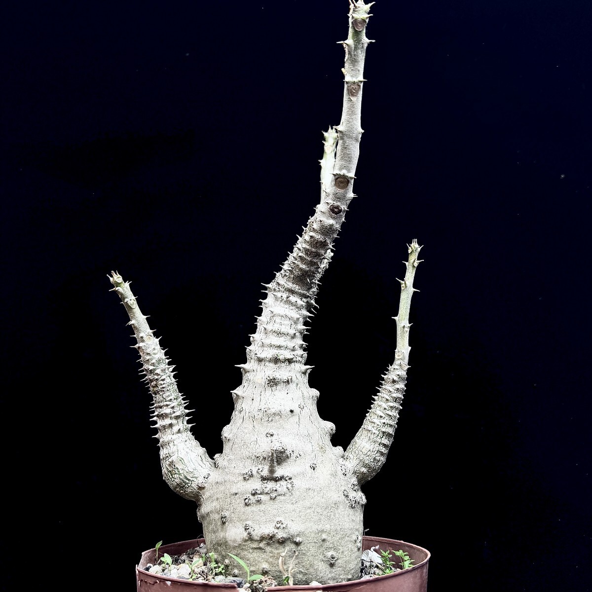 H*O様 パキポディウム ウィンゾリー 希少特大 サボテン 多肉植物 塊根